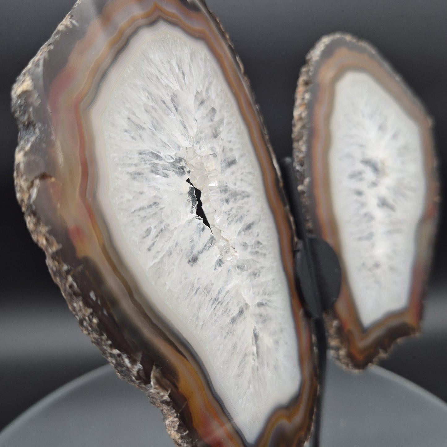AAA+ Butterfly Agate Slice Wings with Water-Clear Quartz Points - Brazil - Natural Crystal Display - 9in x 8in - 1.09 lb Statement Specimen Crystal Hoarder