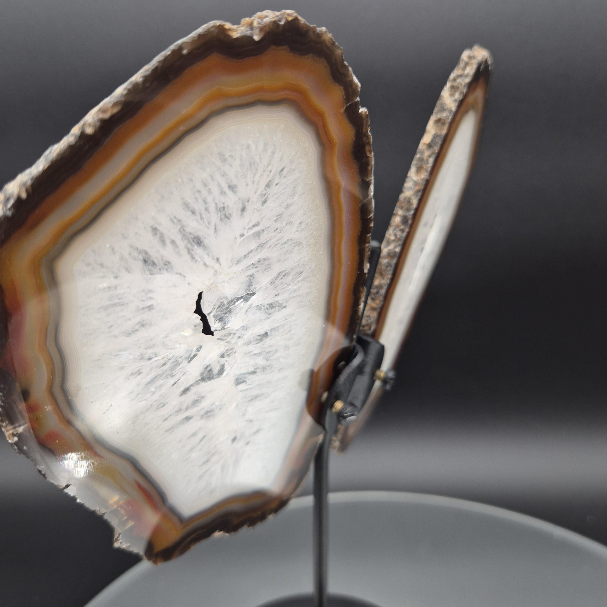 AAA+ Butterfly Agate Slice Wings with Water-Clear Quartz Points - Brazil - Natural Crystal Display - 9in x 8in - 1.09 lb Statement Specimen Crystal Hoarder