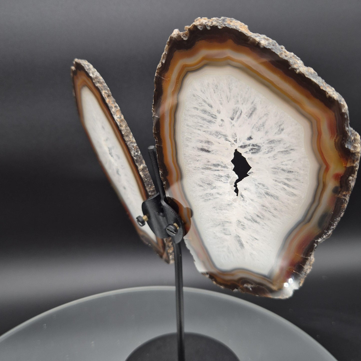 AAA+ Butterfly Agate Slice Wings with Water-Clear Quartz Points - Brazil - Natural Crystal Display - 9in x 8in - 1.09 lb Statement Specimen Crystal Hoarder