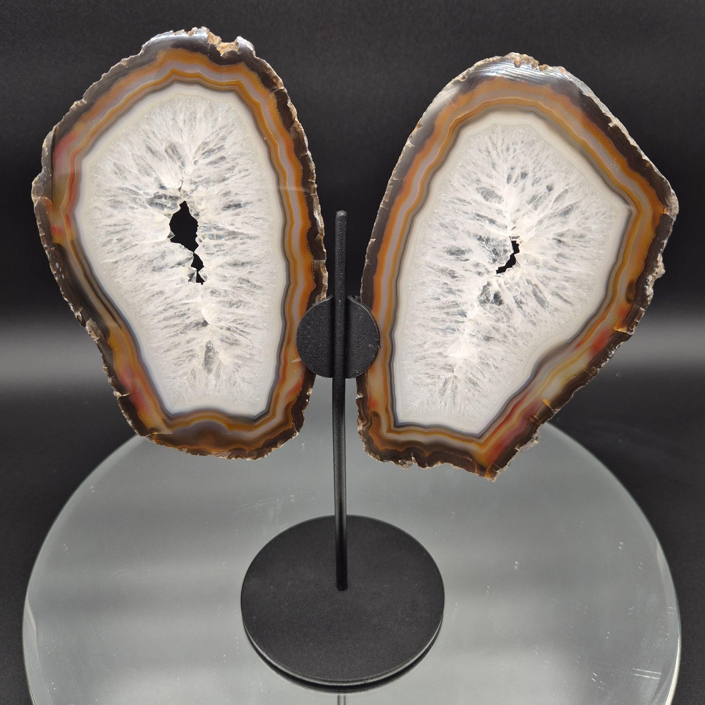 AAA+ Butterfly Agate Slice Wings with Water-Clear Quartz Points - Brazil - Natural Crystal Display - 9in x 8in - 1.09 lb Statement Specimen Crystal Hoarder